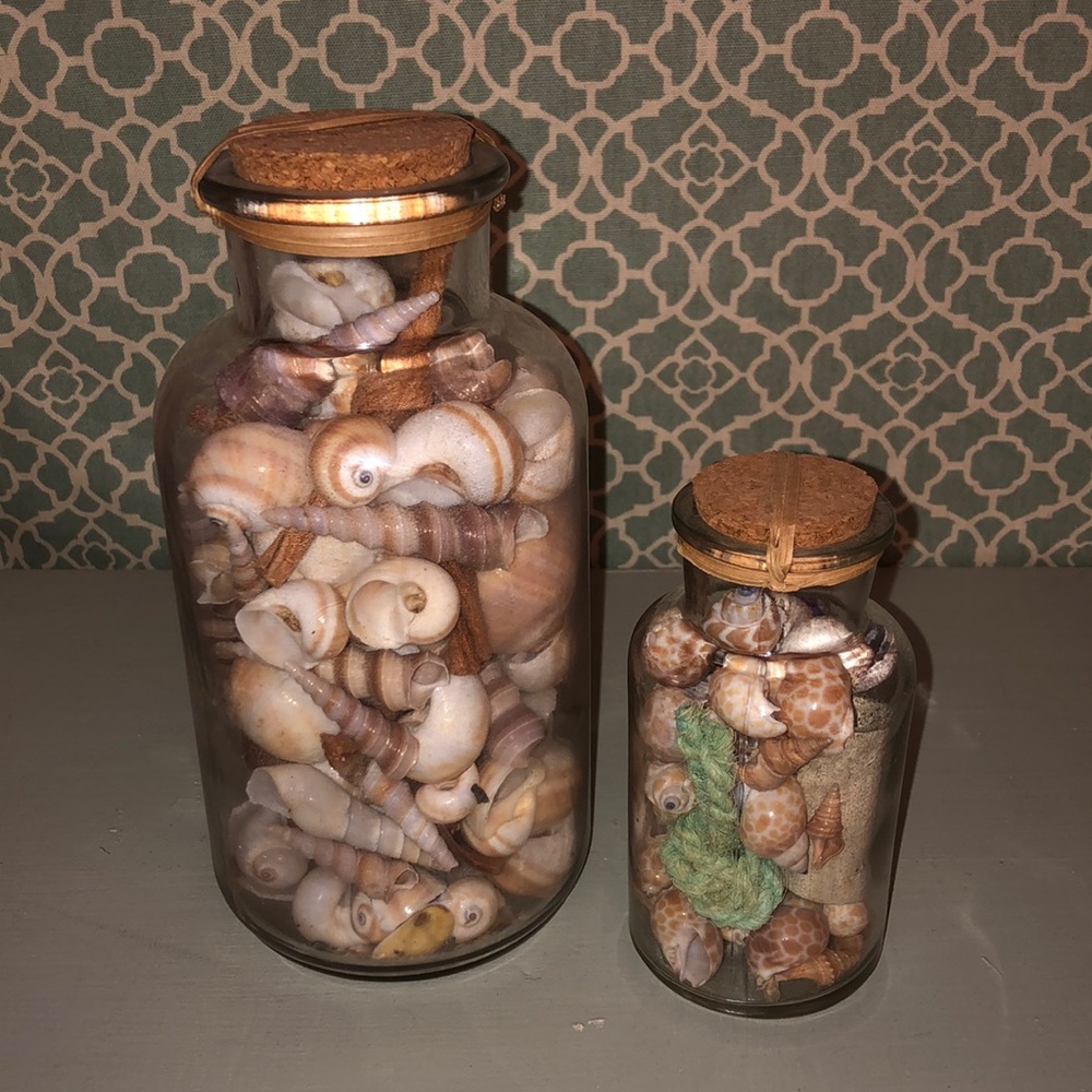 Aquatic Verue Shell Decoration